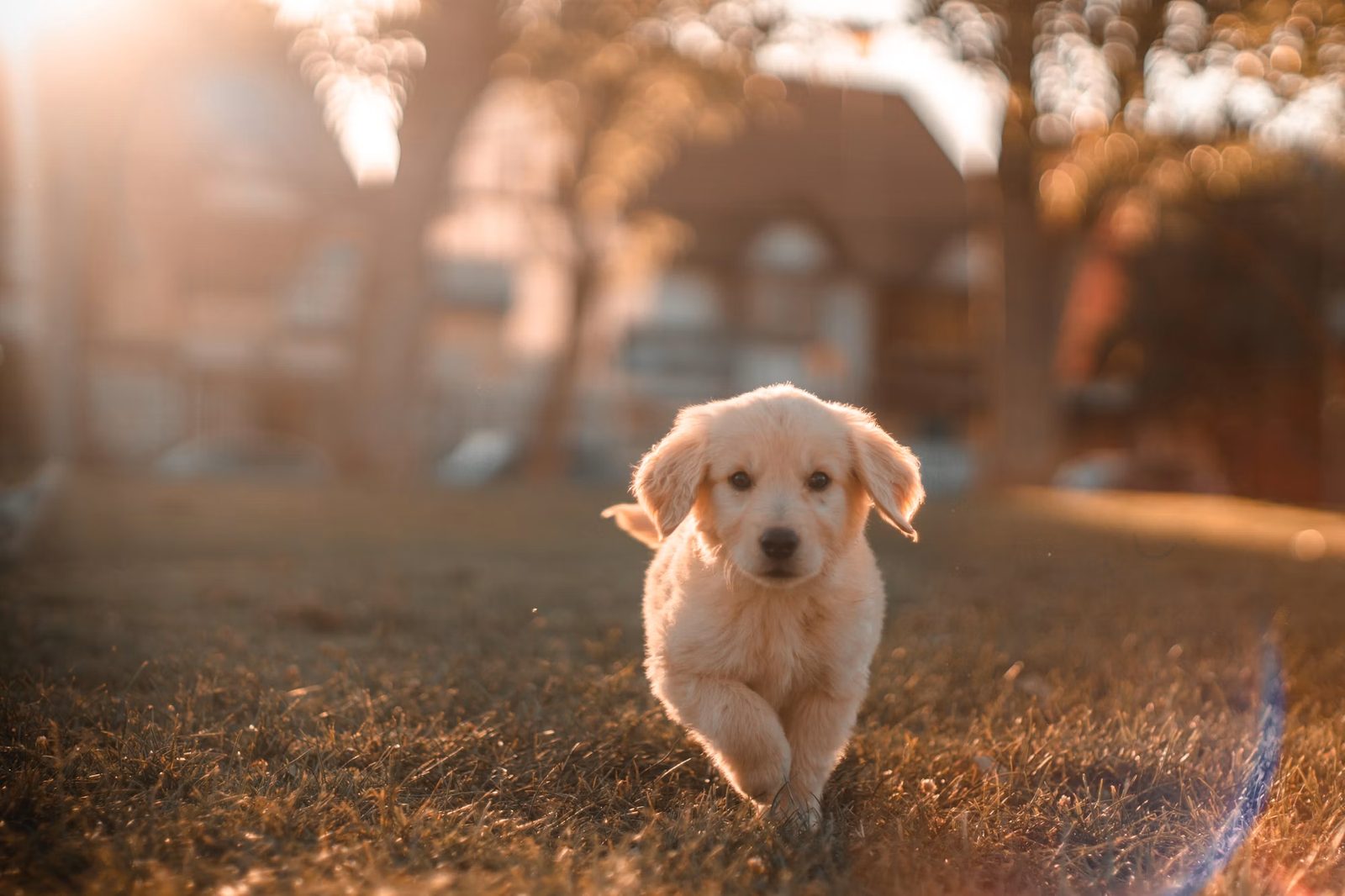 Cachorro golden retriever corriendo sobre el pasto al atardecer